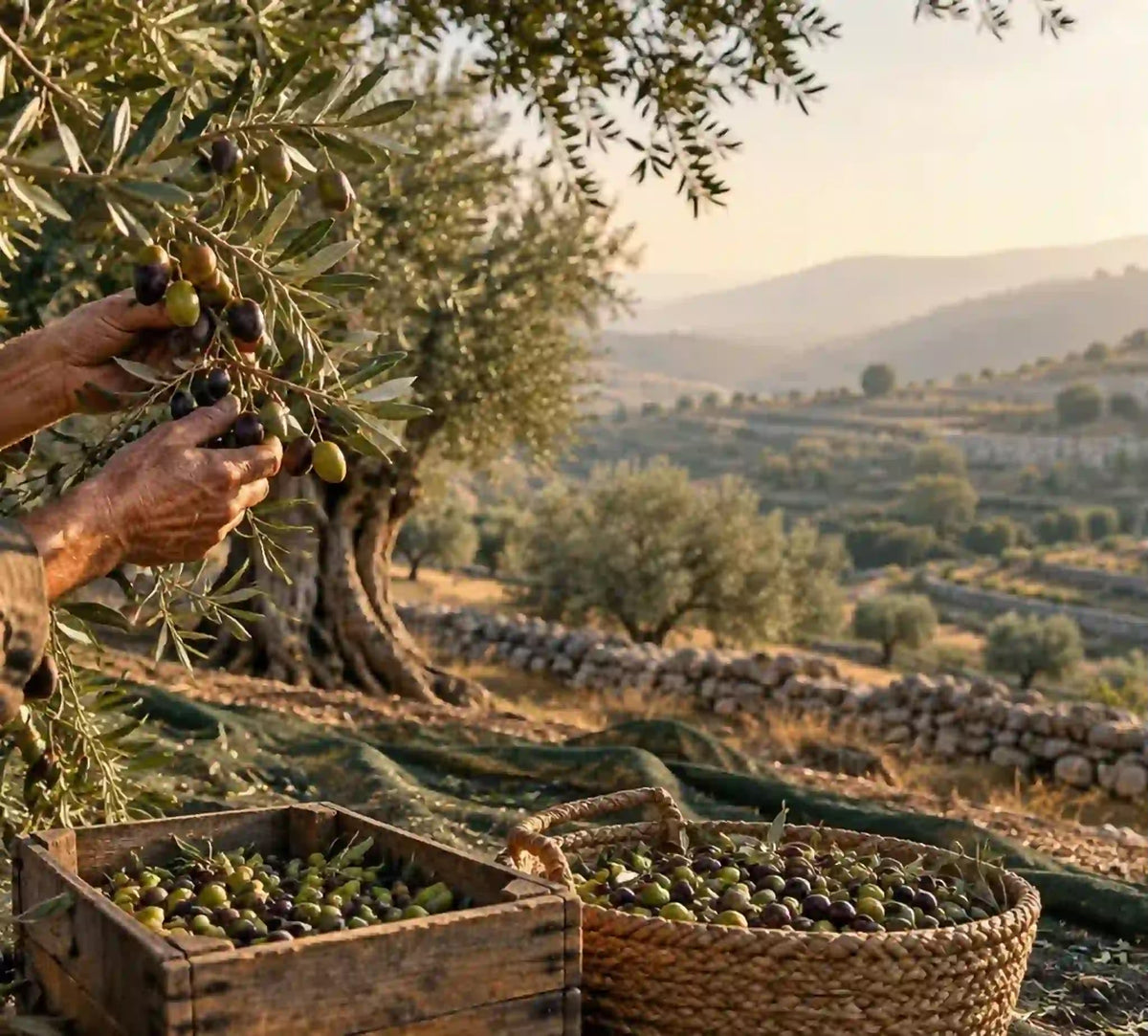 Olive Harvest in Israel 2026: Fresh Olive Oil from the Negev Desert