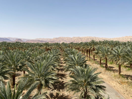 2025 Medjool dates from Israel - 1 KG