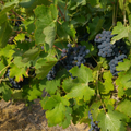 Reife Weintrauben am Rebstock im Weinberg von Bar Giyora