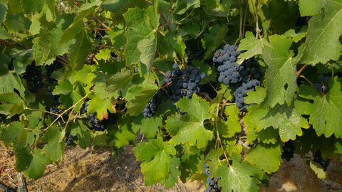 Reife Weintrauben am Rebstock im Weinberg von Bar Giyora