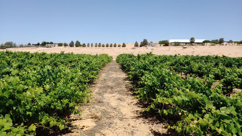 Weinberg von Bar Giyora in der Wüste Negev