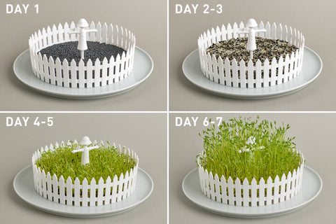 seed germ