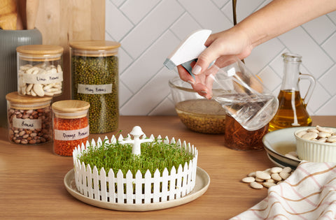 seed germ