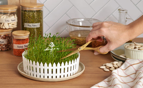 seed germ
