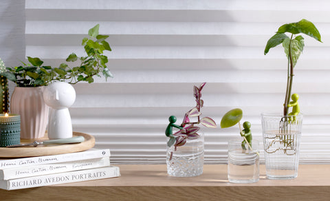 Plant lover and growing buddy